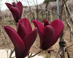 玉兰花（如何在院子里种植玉兰花）