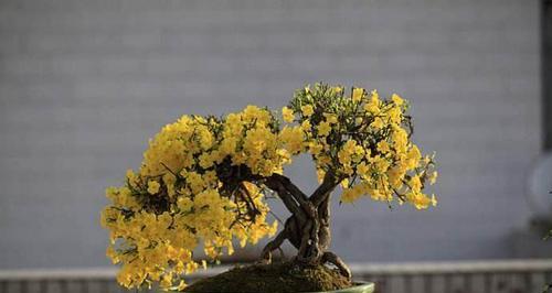 玉兰花（如何在院子里种植玉兰花）