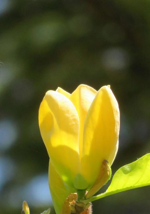 揭秘玉兰花的花期多长时间（探究玉兰花的开花时间和生长环境）