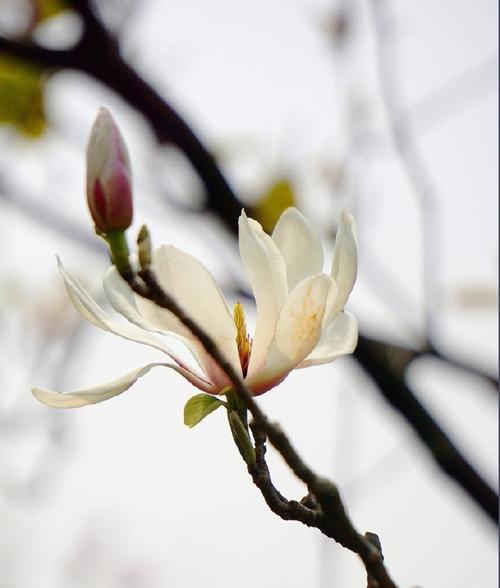 揭秘玉兰花的花期多长时间（探究玉兰花的开花时间和生长环境）