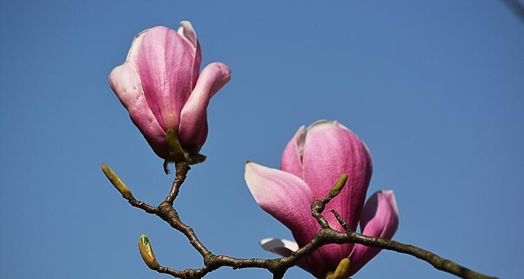 玉兰花的种种姿态（探寻玉兰花的别名及文化内涵）