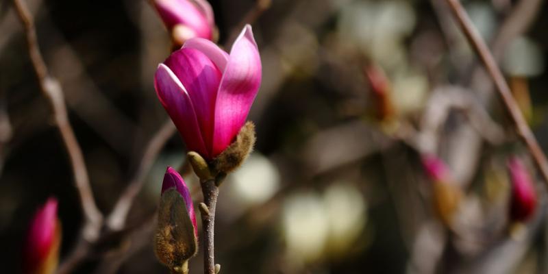 玉兰花的冬季护理（如何让玉兰花安全过冬）