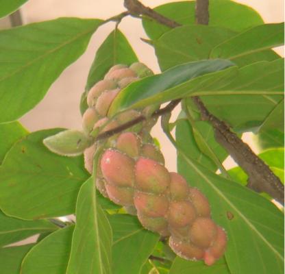 玉兰花种子的种植方法（从选购到细节）