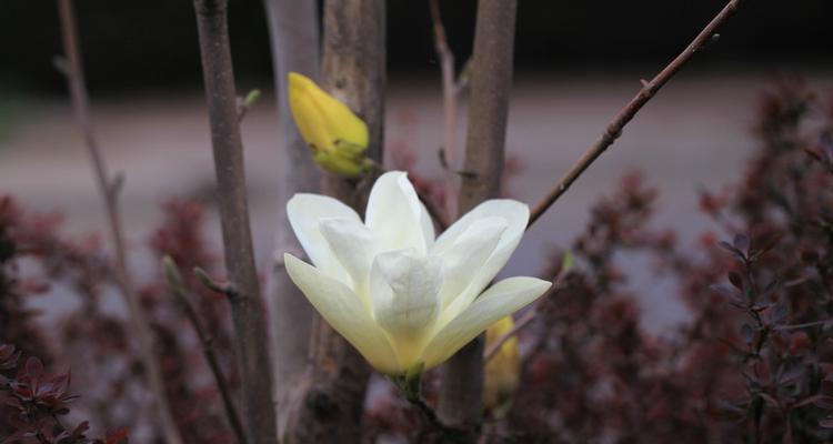 玉兰花开花落全过程详解（探秘玉兰花的开花时间和凋谢时间）