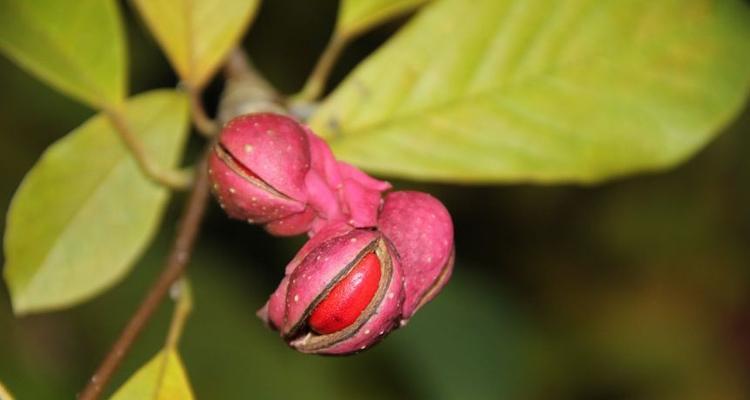 揭秘玉兰的分类学（玉兰是双子叶植物吗）