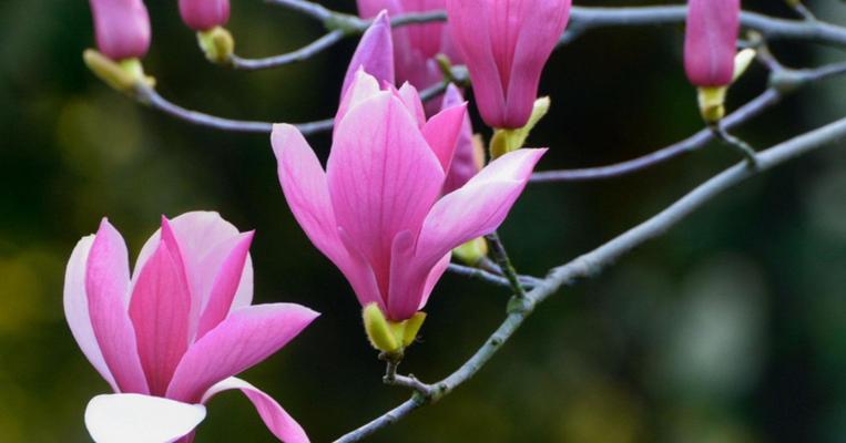 广玉兰开花先于长叶之谜（探秘广玉兰生长规律）