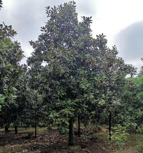 玉兰树北方种植指南（探究玉兰树在寒冷地区的种植方法及注意事项）