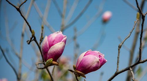 选择哪个品种的玉兰树种植更好（从树高）