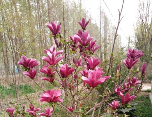 玉兰树的花期与开花次数（探究玉兰树开花规律）