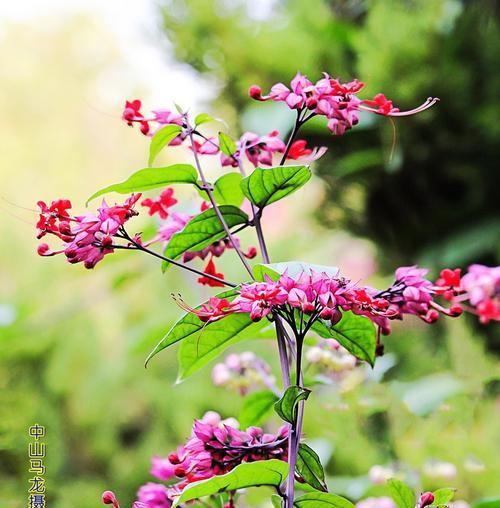 玉龙吐珠的花期和开花次数（探秘玉龙吐珠的生长习性）