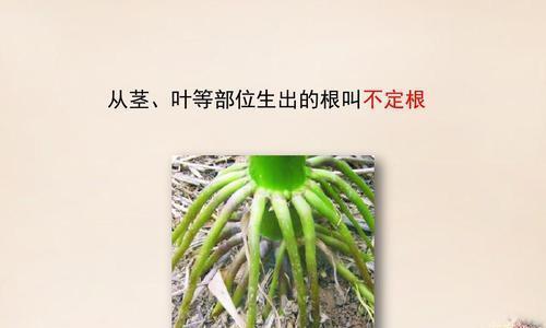 玉米的生长环境与适应性（探索玉米的生态特性及种植要点）