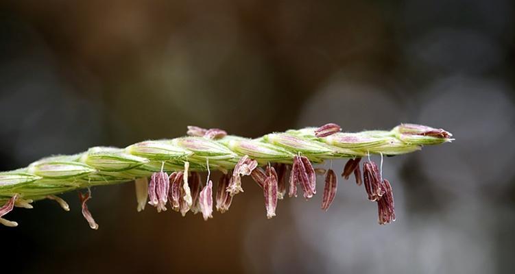 玉米开花奥秘揭秘（玉米的生长过程和开花特征解析）