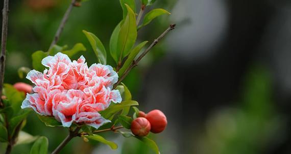 石榴花花语（石榴花的美丽与寓意）