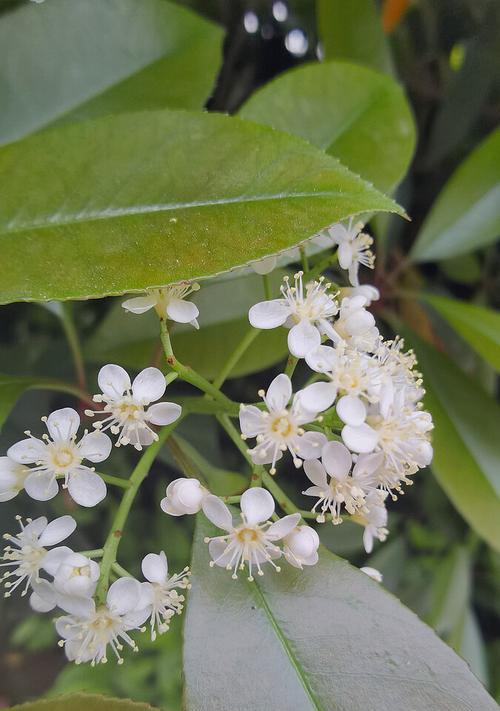 石楠花之花语——爱的永恒（石楠花的花语及象征意义）