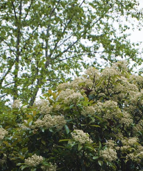 石楠花——花开寓意与美丽绽放（石楠花的花语及文化内涵）