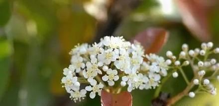 石楠花花语——浪漫与希望的化身（探寻石楠花的花语之美）