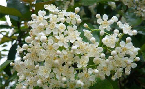 石楠花花语——浪漫与希望的化身（探寻石楠花的花语之美）