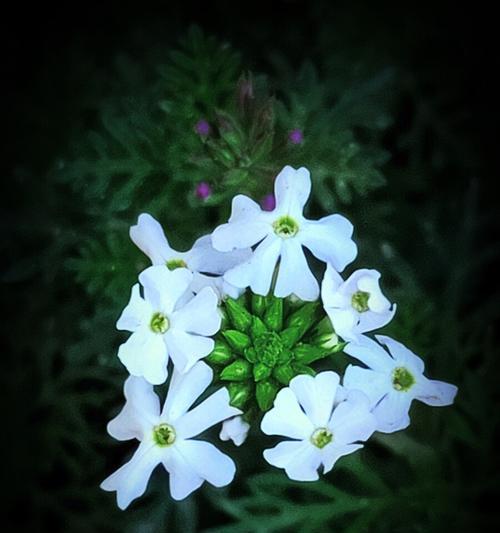 时钟花的花语与意义——美丽的时间见证（时钟花的花语探秘）