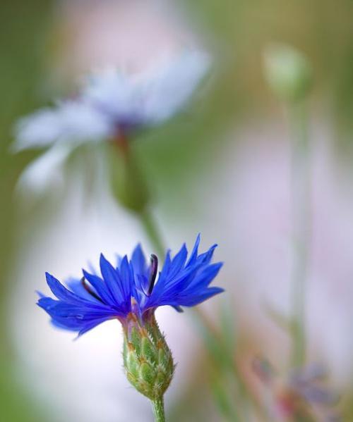 矢车菊花语的奥秘（探寻花海中的感情密码）