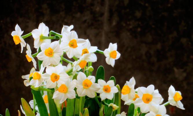 水仙花的花语与寓意（探索水仙花的神秘象征与象征意义）