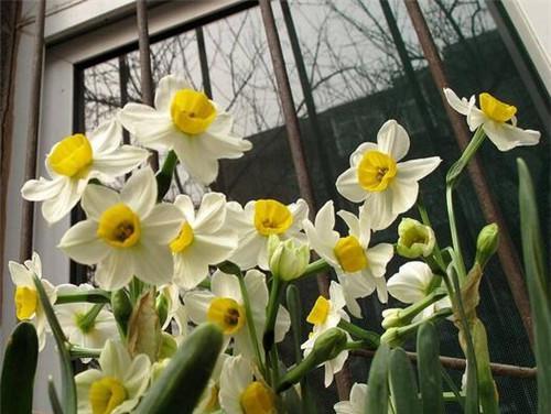 水仙花之美（水仙花的花语及其文化内涵）