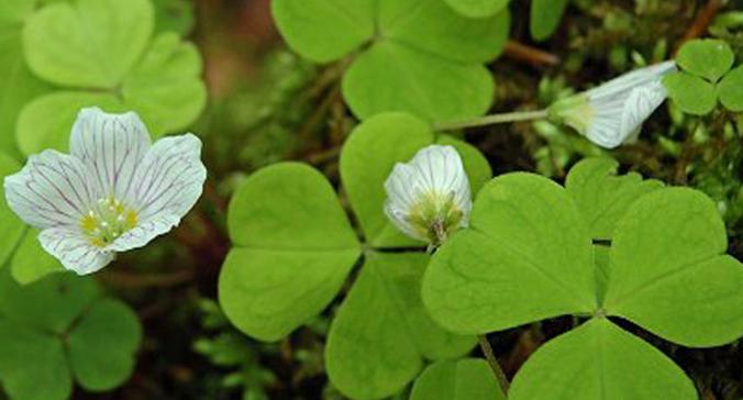 四叶草的花语与象征意义（寻找幸运的四叶草）