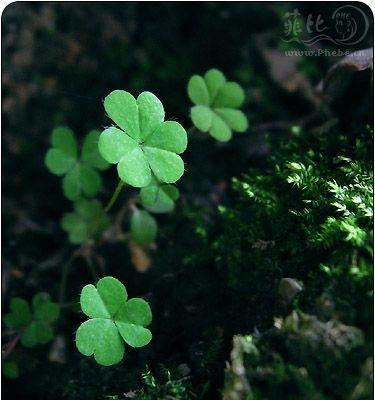 四叶草的花语与寓意（幸运的代表）