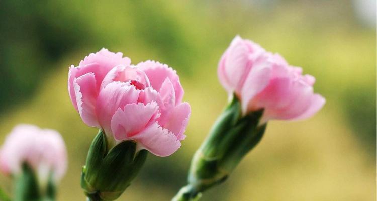 康乃馨花语浅析（揭秘康乃馨的花语与象征）