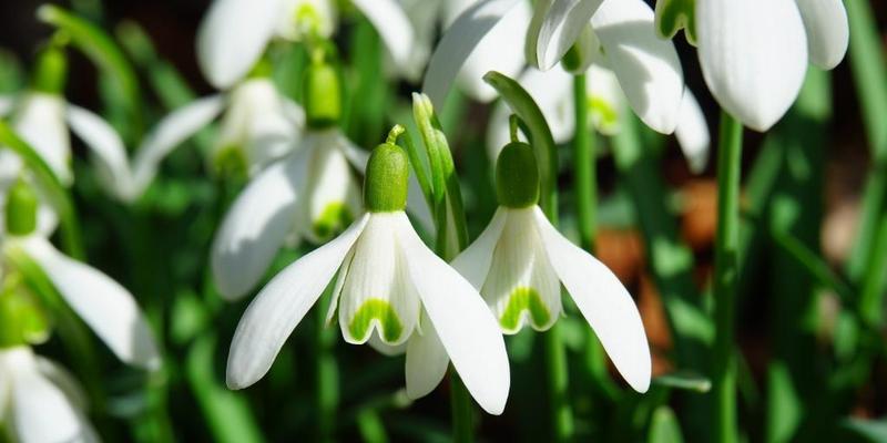 索玛花的花语与寓意（探寻索玛花的花语）