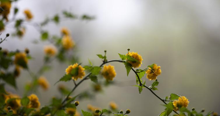 以棠棣花的象征意义（华丽绚烂）