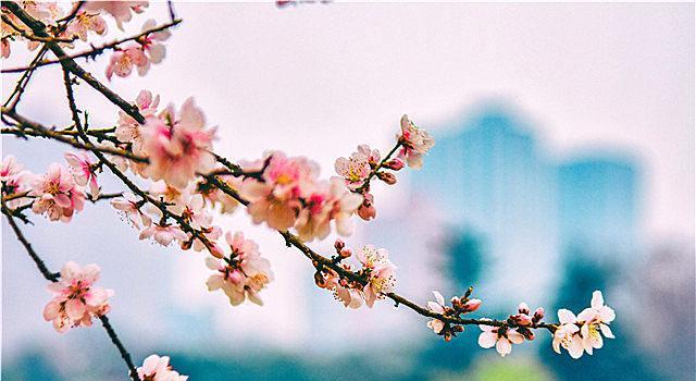 桃花花语解读（桃花花语传递的爱情）