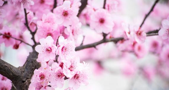 桃花花语（揭秘桃花花语的神秘魅力）