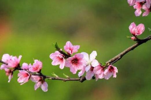 桃花花语的意义及解读（桃花的象征与寓意）