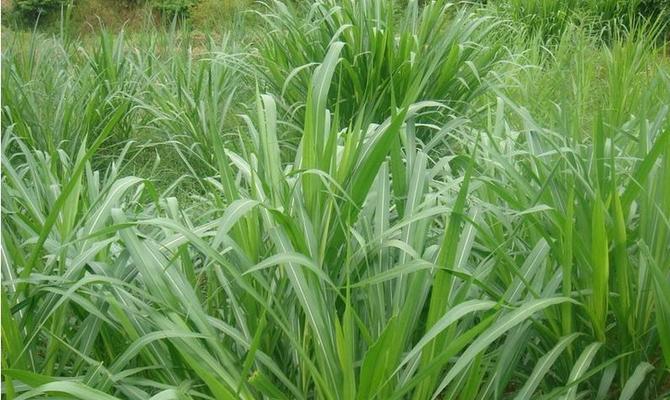 冬牧70黑麦草——多年生高产草种（了解冬牧70黑麦草的生长习性和特点）