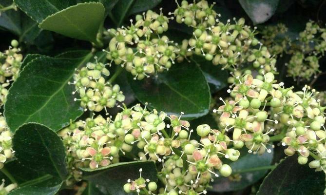 冬青的开花时间与花期（冬青花期的特点及影响因素）