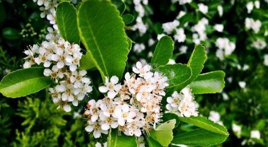 冬青的开花时间与花期（冬青花期的特点及影响因素）