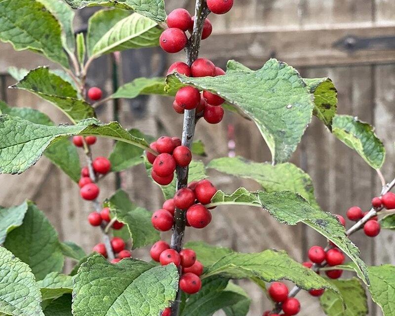 冬青——多年生植物的代表之一（探究冬青的生长特点及其生态意义）