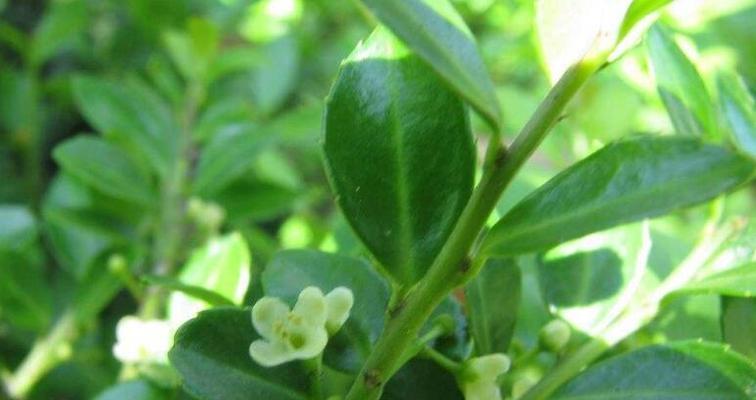 冬青植物（探究冬青植物的分类及特征）