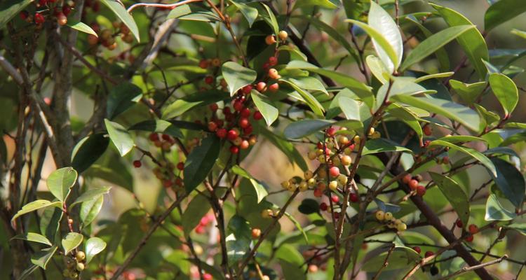 冬青树花期解析（从春季到秋季）