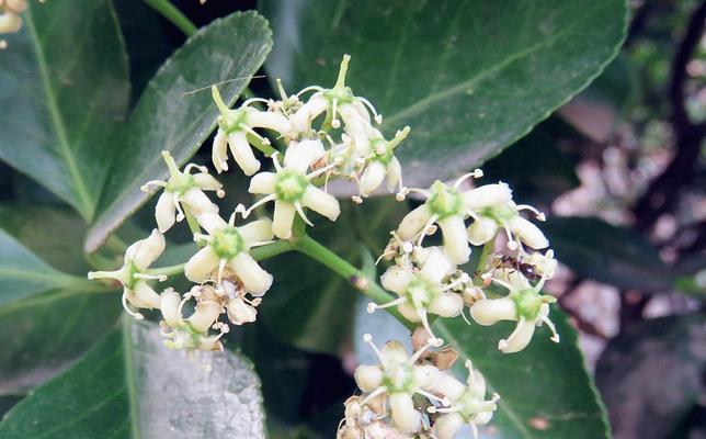 冬青树花期解析（从春季到秋季）