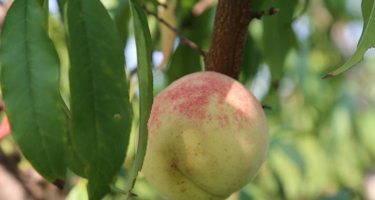 冬桃的花果生长过程（从开花到结果）