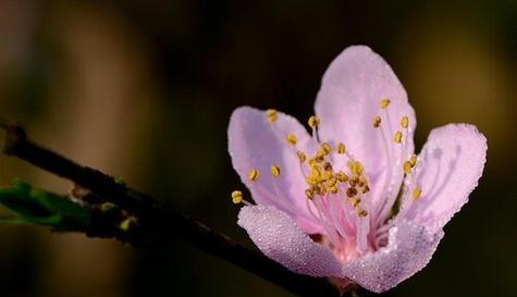 冬桃开花结果时间与栽培技巧（掌握冬桃开花结果时间）