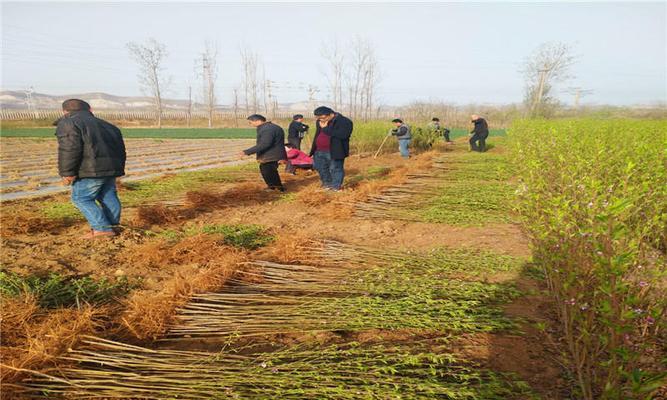 冬桃种植与气温适宜地区剖析