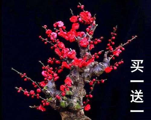 严寒中的花卉——冬季不怕冷的植物（寻找花坛中的“冬日暖阳”）