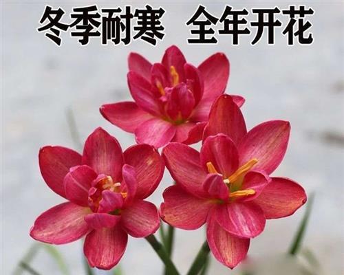 冬季开花，这些植物你知道吗（探秘冬天美丽的花海）