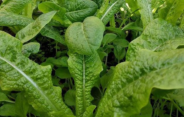 冬季蔬菜种植指南（寒冬时节）