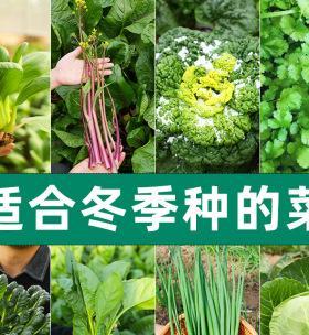 冬季蔬菜种植指南（寒冬时节）