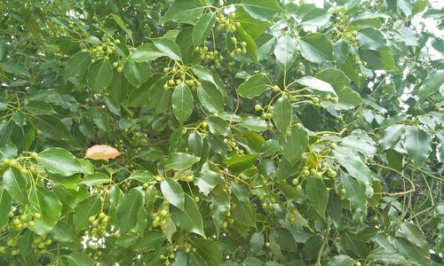 冬季适合种植的树种（选择合适的树种让冬季不再寒冷）