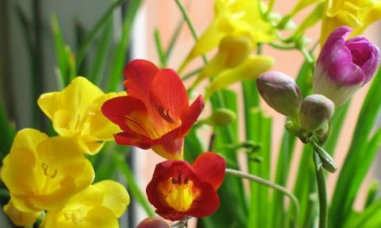 冬天室内种植的花卉选择（美丽盆栽让你冬日芳华不断）