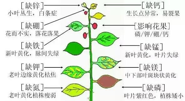 冬枣环剥最佳时间和技术方法（揭秘冬枣环剥的正确方法）